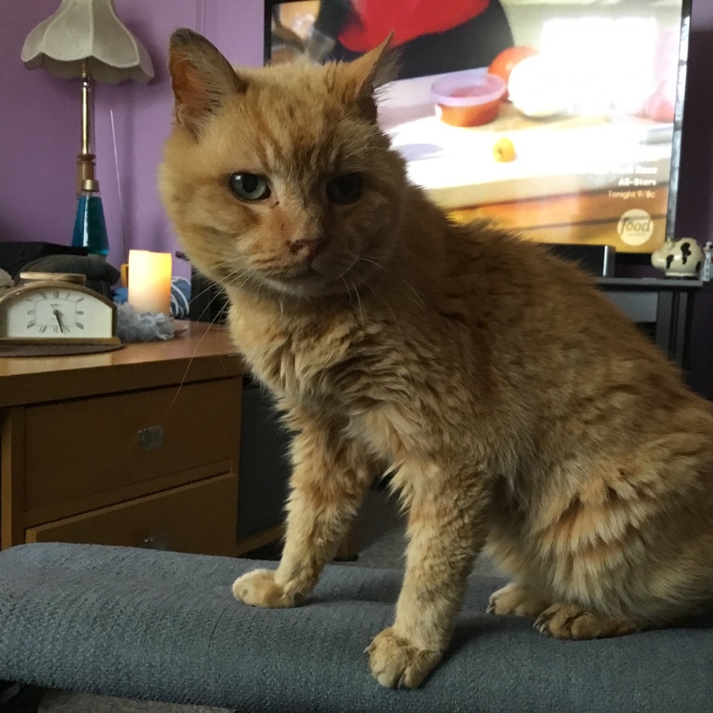 Meet your Posher, Posh